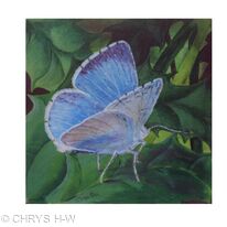 HOLLY BLUE