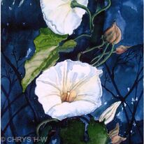 CONVOLULOUS BY MOONLIGHT
