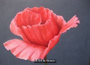 Poppies 1