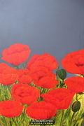 Poppies3
