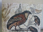 'Aquileia Quails' by KlaskVan Coeverden