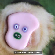 Monkey face