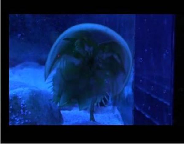 Blue Blood (the borrowing) FILM STILL