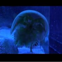 Blue Blood (the borrowing) FILM STILL