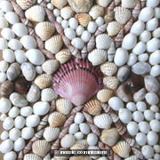 Shell House (Detail)