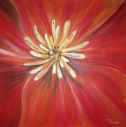 California Poppy 1