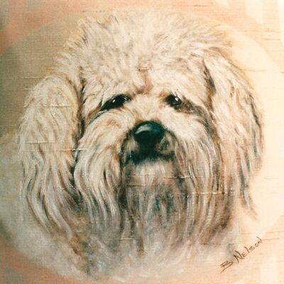 Bichon Frise