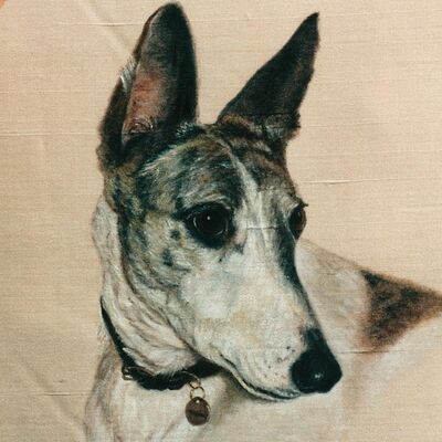 Whippet