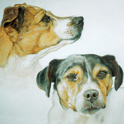 Jack Russells