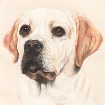 Labrador