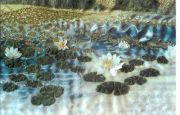 Water Lilies