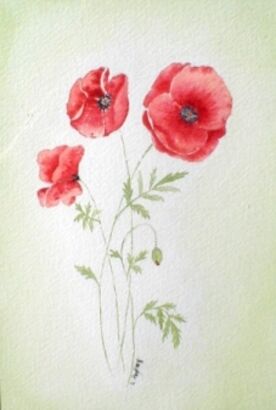 Poppies
