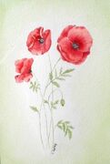 Poppies