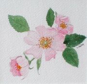 Wild Rose