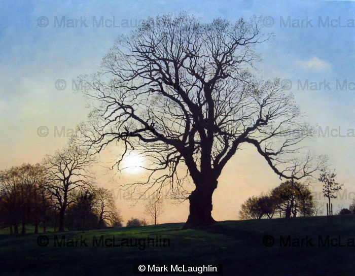 Spring Oak