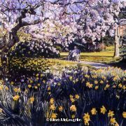 Magnolia