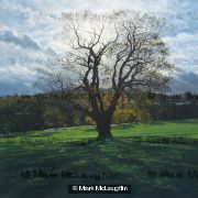 Autumn Oak