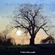 Spring Oak
