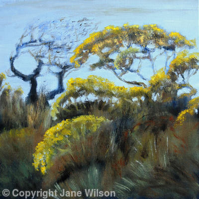Hedge, Early Spring Gorse