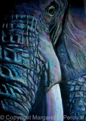 Tusker  (Artist's private collection)