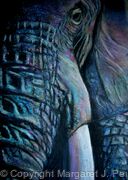 Tusker  (Artist's private collection)