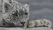 Himalayan Dreamer