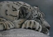 Himalayan Beauty