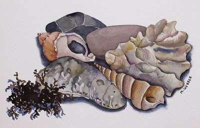 seashells-sold