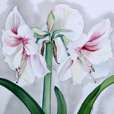 white-amarylis-ref-0000wh