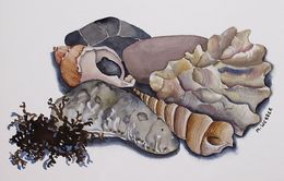 seashells-sold