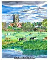 Cattle Grazing, Sudbury Water Meadows (Artist's Ref 0911CA)