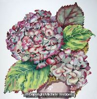 Autumn Hydrangea (Artist's ref 1209AU)