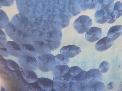 Crystaline Glaze