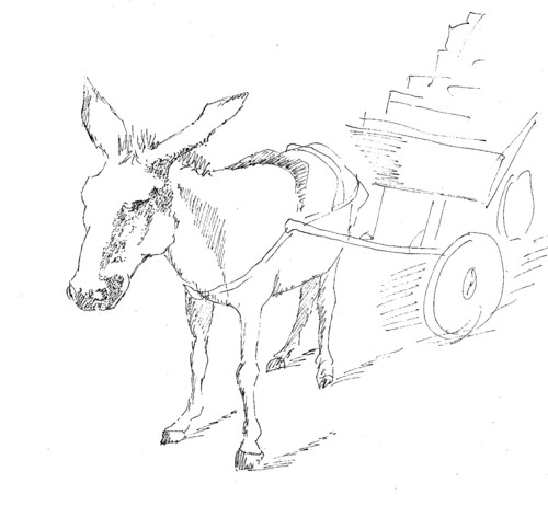 donkey