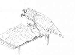 brainy parrot