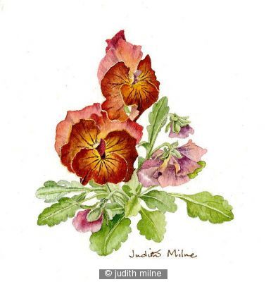 Pansies - 951