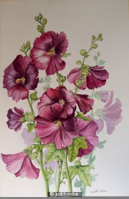 Hollyhocks - 988
