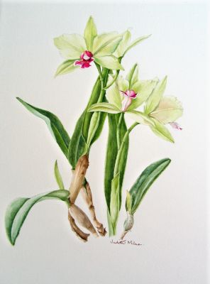Cattleya Orchid
