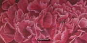 petunia-petals-001
