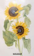 Sunflowers - 927
