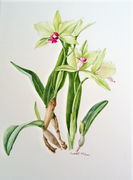 Cattleya Orchid