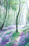 457 Woodland - Spring 1 Gillfield Woods, Totley