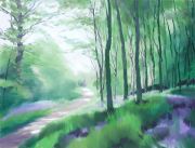 459 Woodland - Spring 3 - Gillfield Woods, Totley