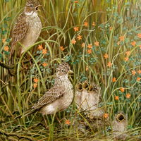 Skylark