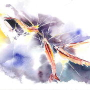 Shrimps