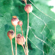 Seed Pods