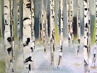 silver birch