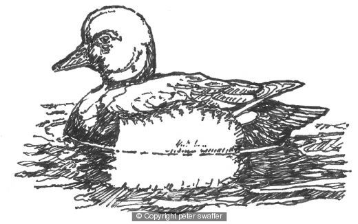 duck