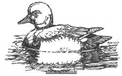 duck