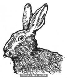hare